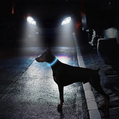 Collier Chien - DogCollarLight™ - Bleu - Bob et Compagnie