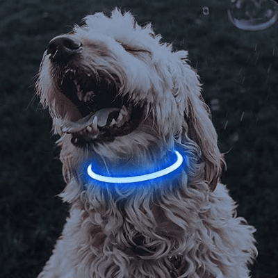 Collier Chien - DogCollarLight™ - Bleu - Bob et Compagnie