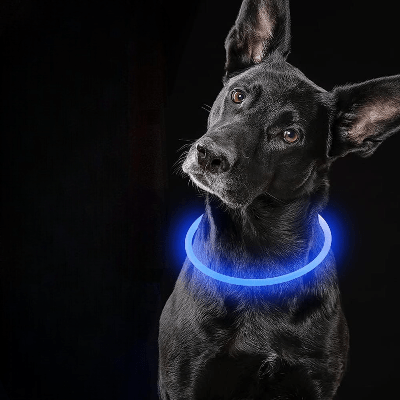 Collier Chien - DogCollarLight™ - Bleu - Bob et Compagnie