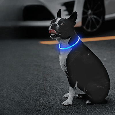 Collier Chien - DogCollarLight™ - Bleu - Bob et Compagnie