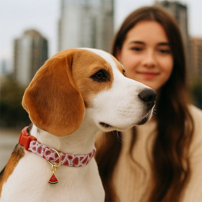 Collier chien | Robuste Élégant - Bob et Compagnie