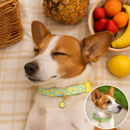 Collier chien | Robuste Élégant - Bob et Compagnie