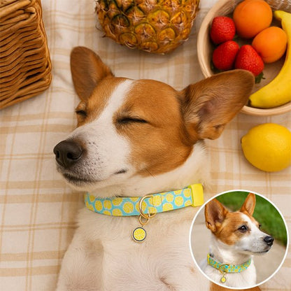 Collier chien | Robuste Élégant - Bob et Compagnie