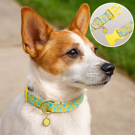 Collier chien | Robuste Élégant - Bob et Compagnie