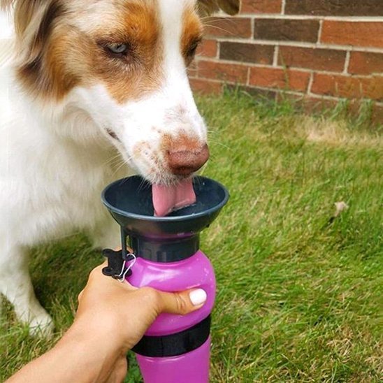 Gourde pour chien | Portable 2 - en - 1 - Bob et Compagnie