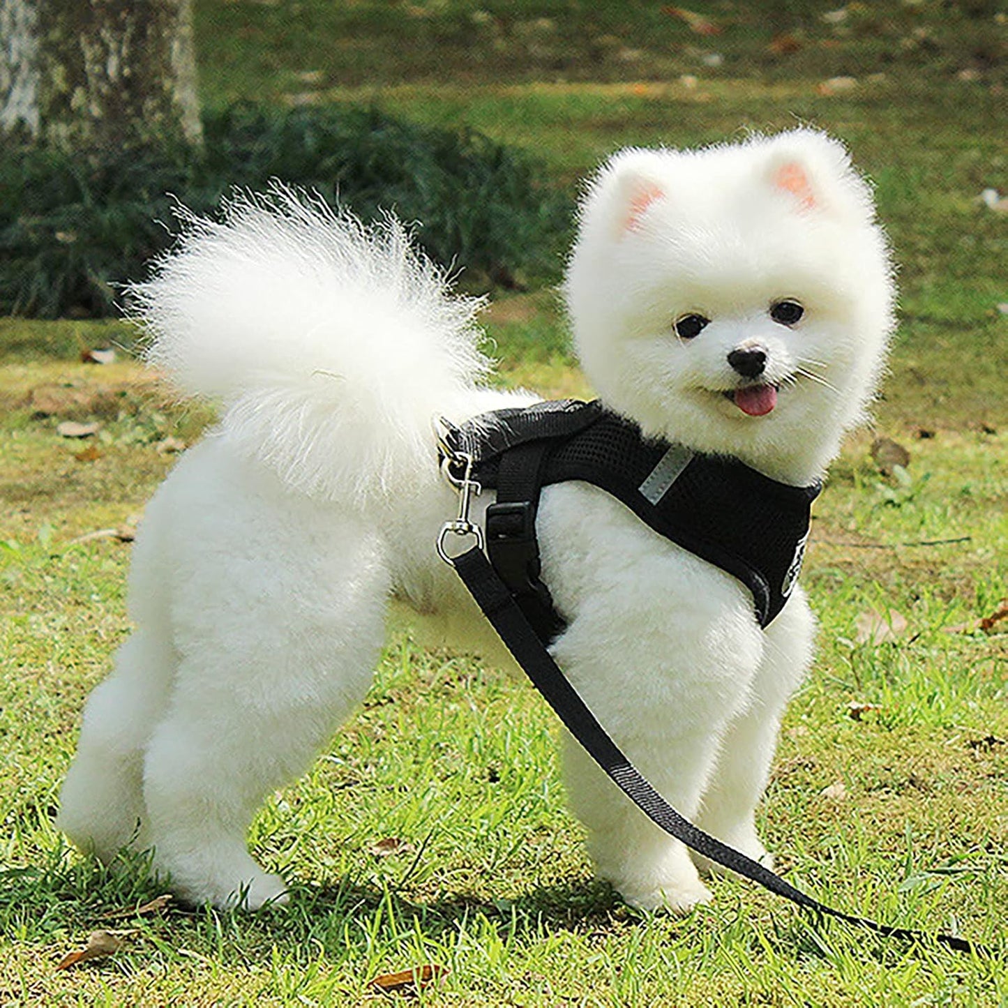 Harnais Petit Chien - DogHarnessLeadLeash™ - Noir - Bob et Compagnie