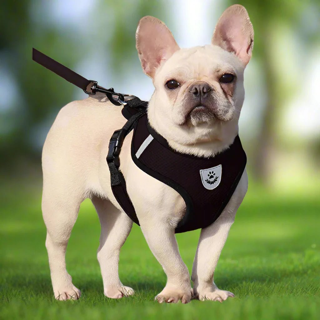 Harnais Petit Chien - DogHarnessLeadLeash™ - Noir - Bob et Compagnie