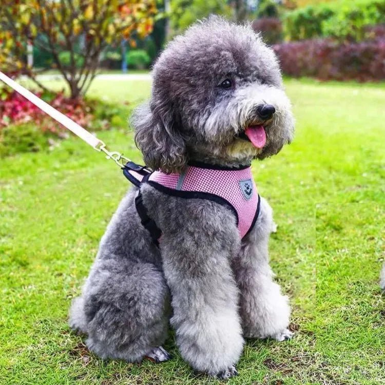 Harnais Petit Chien - DogHarnessLeadLeash™ - Rose - Bob et Compagnie