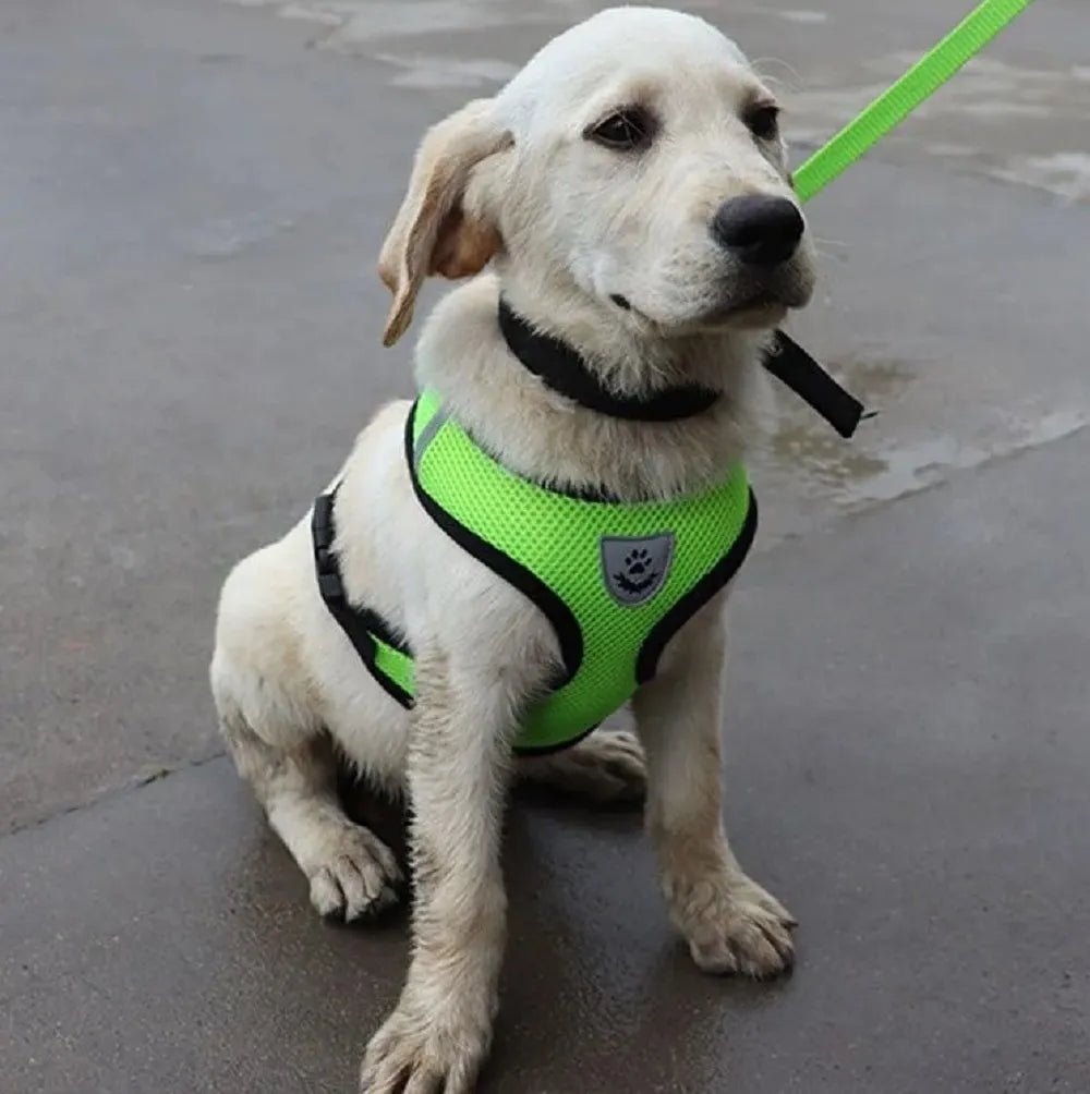 Harnais Petit Chien - DogHarnessLeadLeash™ - Vert - Bob et Compagnie