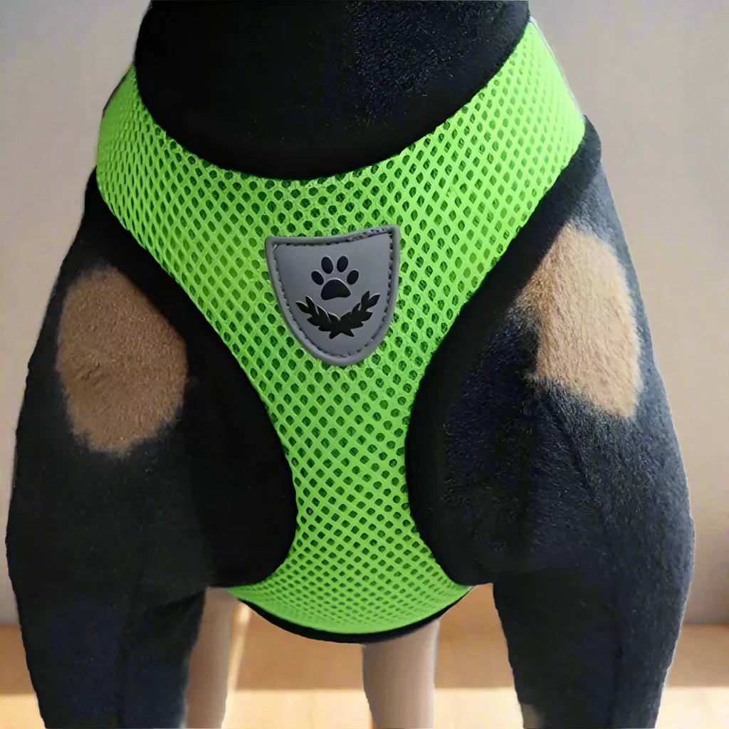 Harnais Petit Chien - DogHarnessLeadLeash™ - Vert - Bob et Compagnie