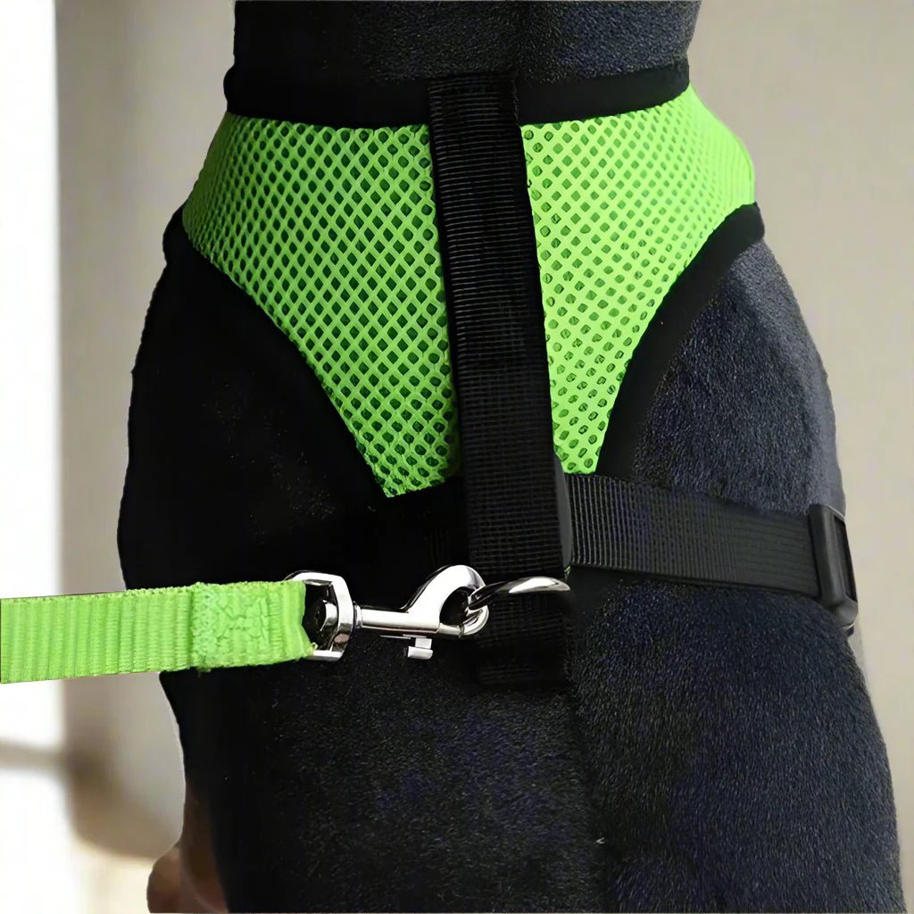 Harnais Petit Chien - DogHarnessLeadLeash™ - Vert - Bob et Compagnie