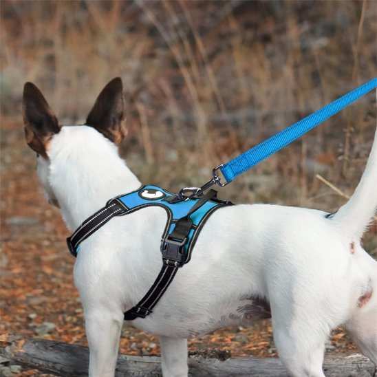 Laisse pour chien | Robuste & Ajustable - Bob et Compagnie